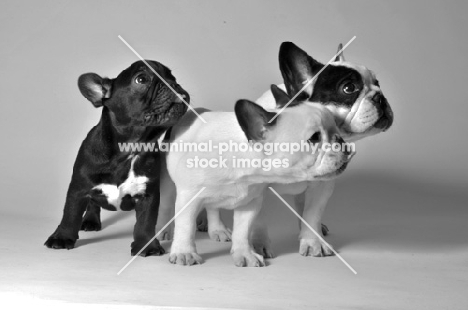 three French Bulldogs in studio