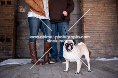 fawn Pug near owners, licking lips