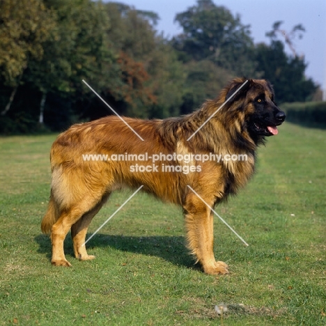 estrela mountain dog uk breed record holder