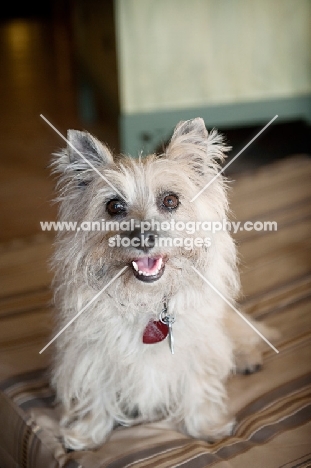 terrier mix sitting