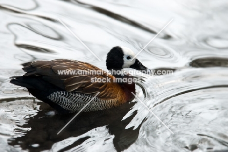 white-faced whistling duck swimming