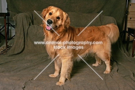 Golden Retriever in studio