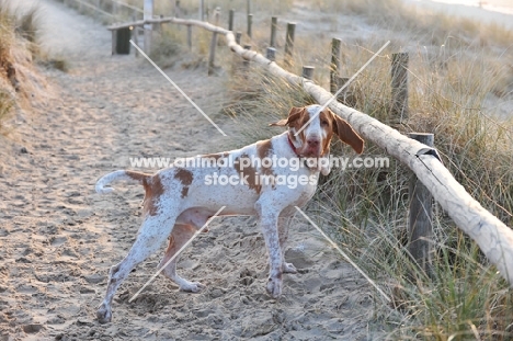 Bracco Italiano (Italian Pointing Dog) near beach