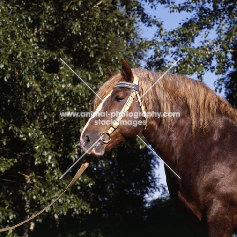 hintaras, lithuanian heavy draught horse portrait