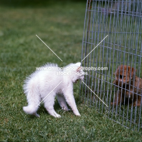 blue eyed white long hair kitten spitting at norfolk terrier puppy in a pen