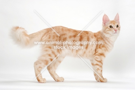 Turkish Angora cat side view, red silver tabby colour