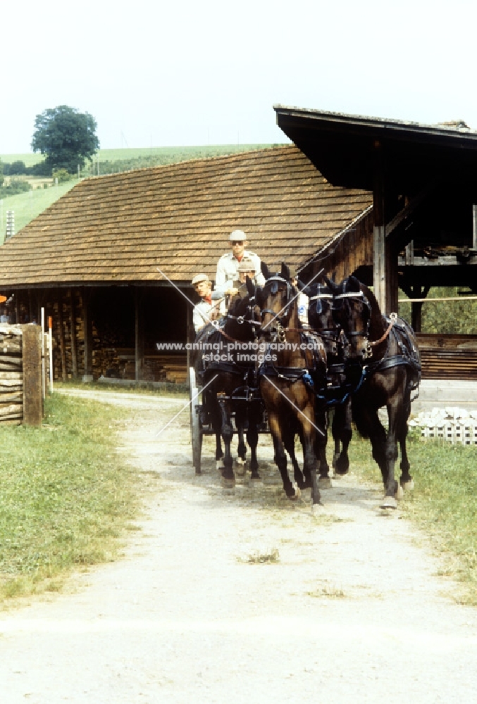 team of trakehners in driving competition at zug