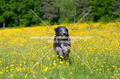 Dog running in field of buttercups, toy in mouth