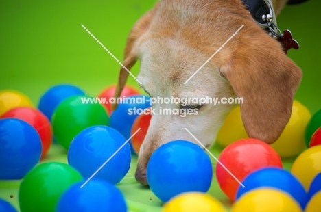 dog playing mental stimulation games, looking for treats in a box full of colored balls