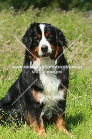 Bernese Mountain Dog sitting on grass