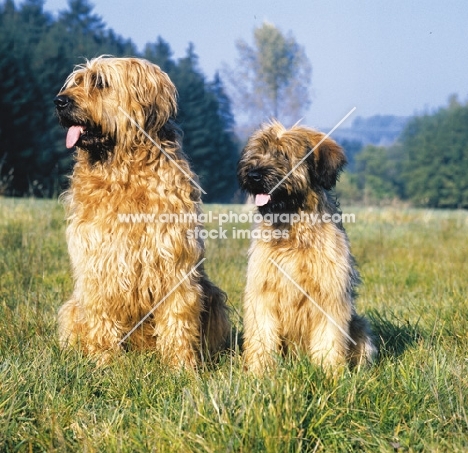 Briard looking aside