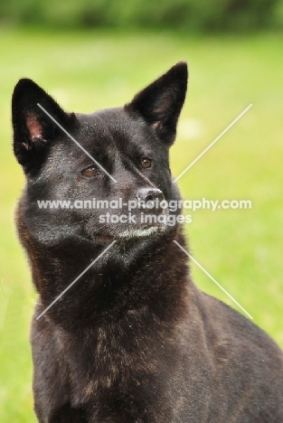 Champion Japanese Kai dog (aka Tora Inu, Kai Inu, Kai Ken)