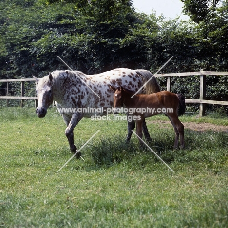 Appaloosa mare and foal