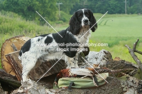 English Springer Spaniel with pheasant