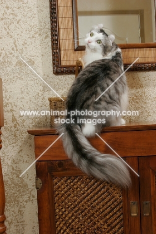 American Curl at home, back view