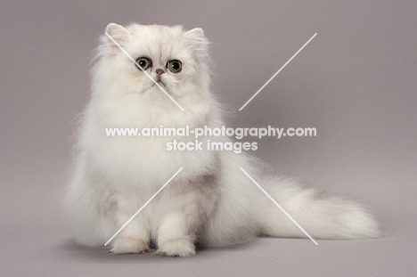 Shaded Silver Persian cat sitting on grey background