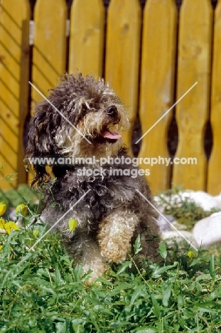 young Russian Bolonka (aka zwetnaja bolonka)