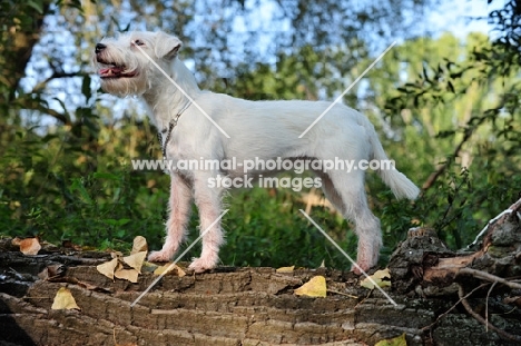 white Parson Russell Terrier on log
