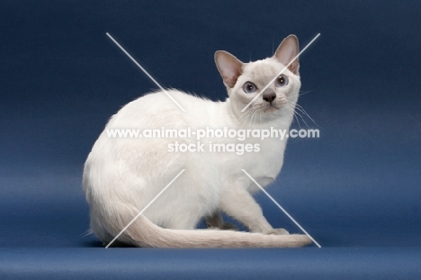 Tonkinese cat on blue background