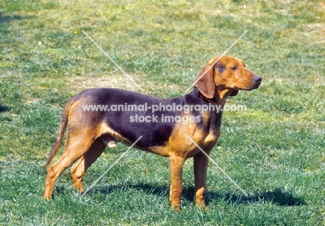 Greek Hound (aka Hellenic Hound, Hellenikos Ichnilatisz)