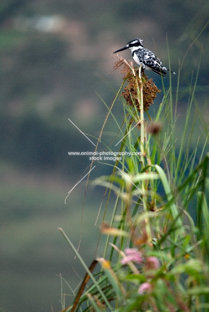 pied kingfisher in Uganda
