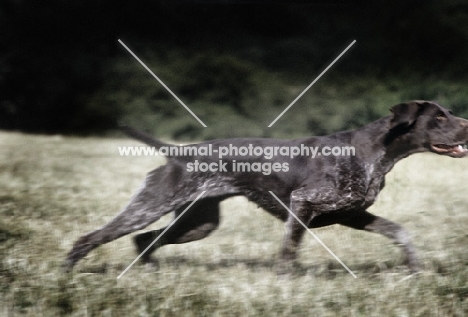 sh ch hillanhi laith (abbe) german shorthaired pointer dashing off on retrieve