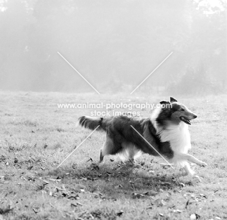 ch lovely lady of glenmist, rough collie galloping in a field