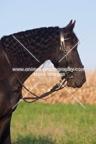 Friesian profile