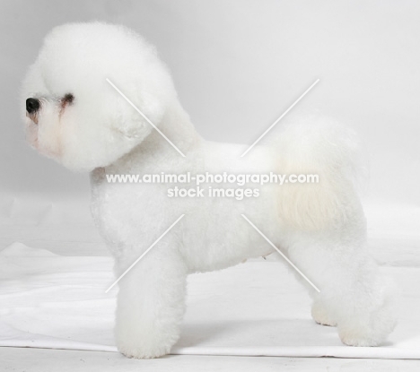 Australian Champion Bichon Frise, posed