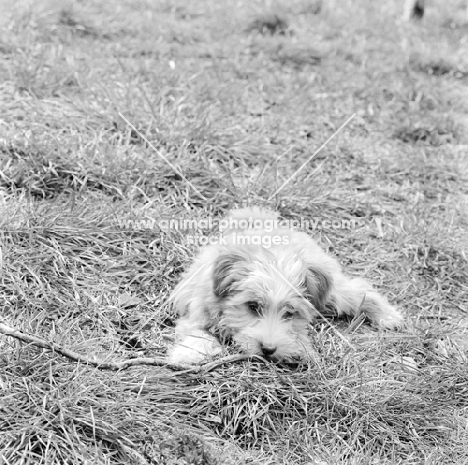 tibetan terrier puppy