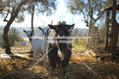 a black goat and two white goats