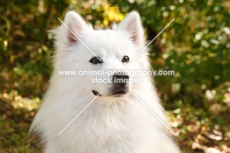 American Eskimo dog portrait