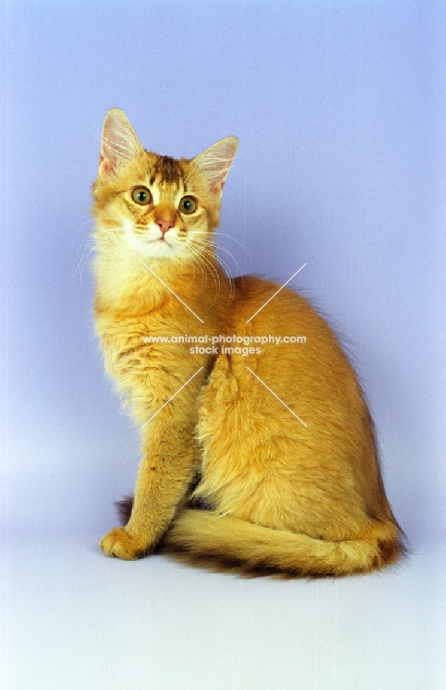 Somali chocolate kitten sitting