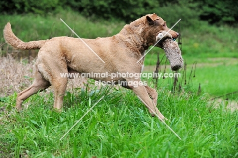 Chesapeake Bay Retriever with dummy