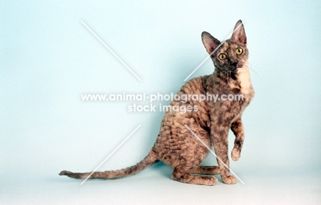 blue cream tortoiseshell Cornish Rex sitting