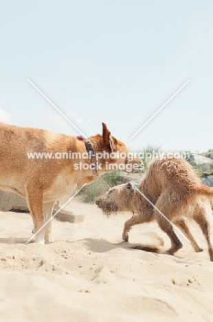 two dogs playing on beach