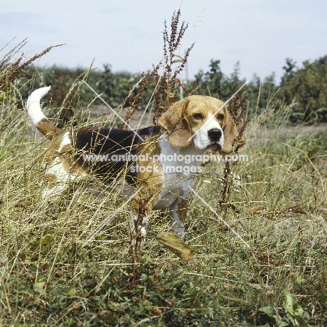 ch beacott buckthorn, (bucky) beagle staring through long grass