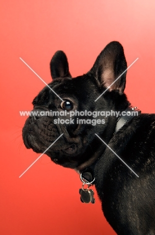 young French Bulldog on red background