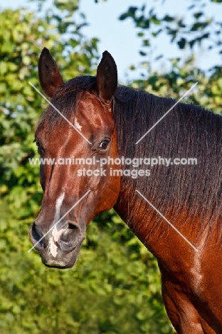 beautiful bay Quarter horse portrait