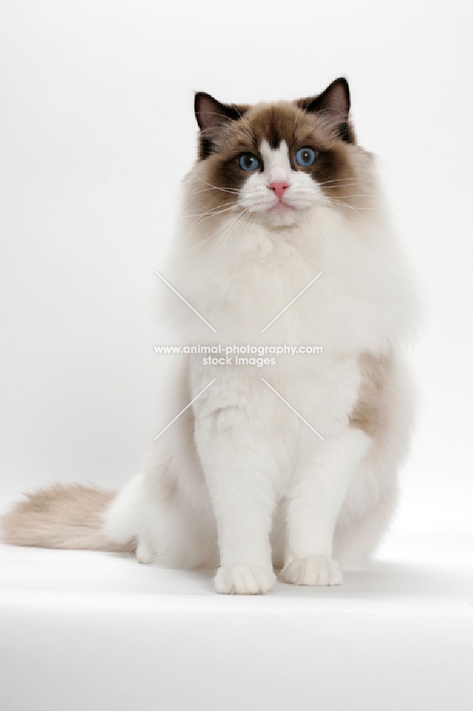 Ragdoll on white background, Seal Point Bi-Color, front view
