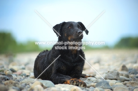 Beauceron resting on a shore
