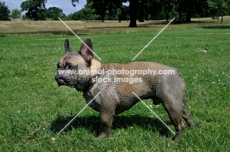 French Bulldog