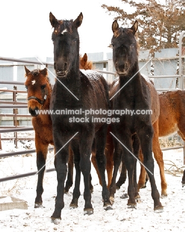 young Morgan Horses in winter