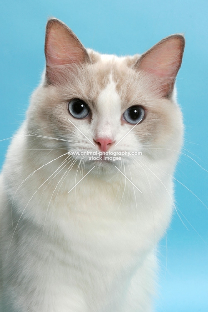 Blue Point Bi-Colour Ragdoll, portrait