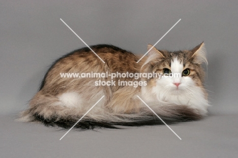 Norwegian Forest cat lying down on grey background, brown mackerel tabby & white