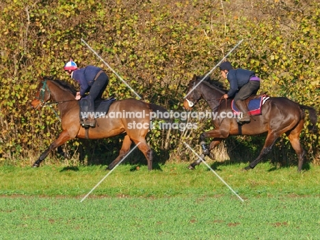 two thoroughbreds running