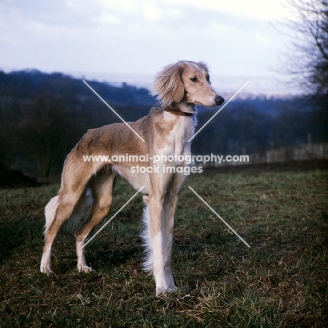 saluki in the wind