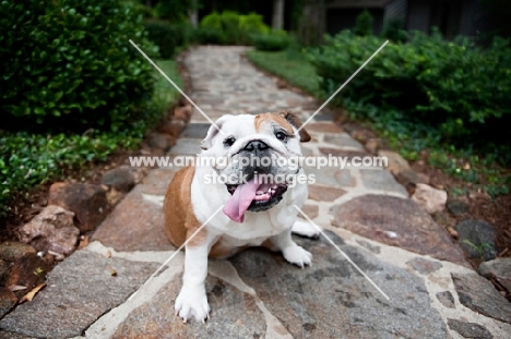 english bulldog sitting on stone path