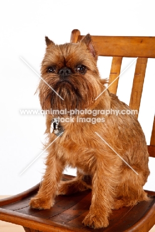 Griffon Bruxellois sitting on chair