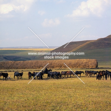 Taboon of Kabardine mares and foals in Caucasus mountains with cossack rider and huge haystack